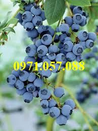 Cây giống việt quất